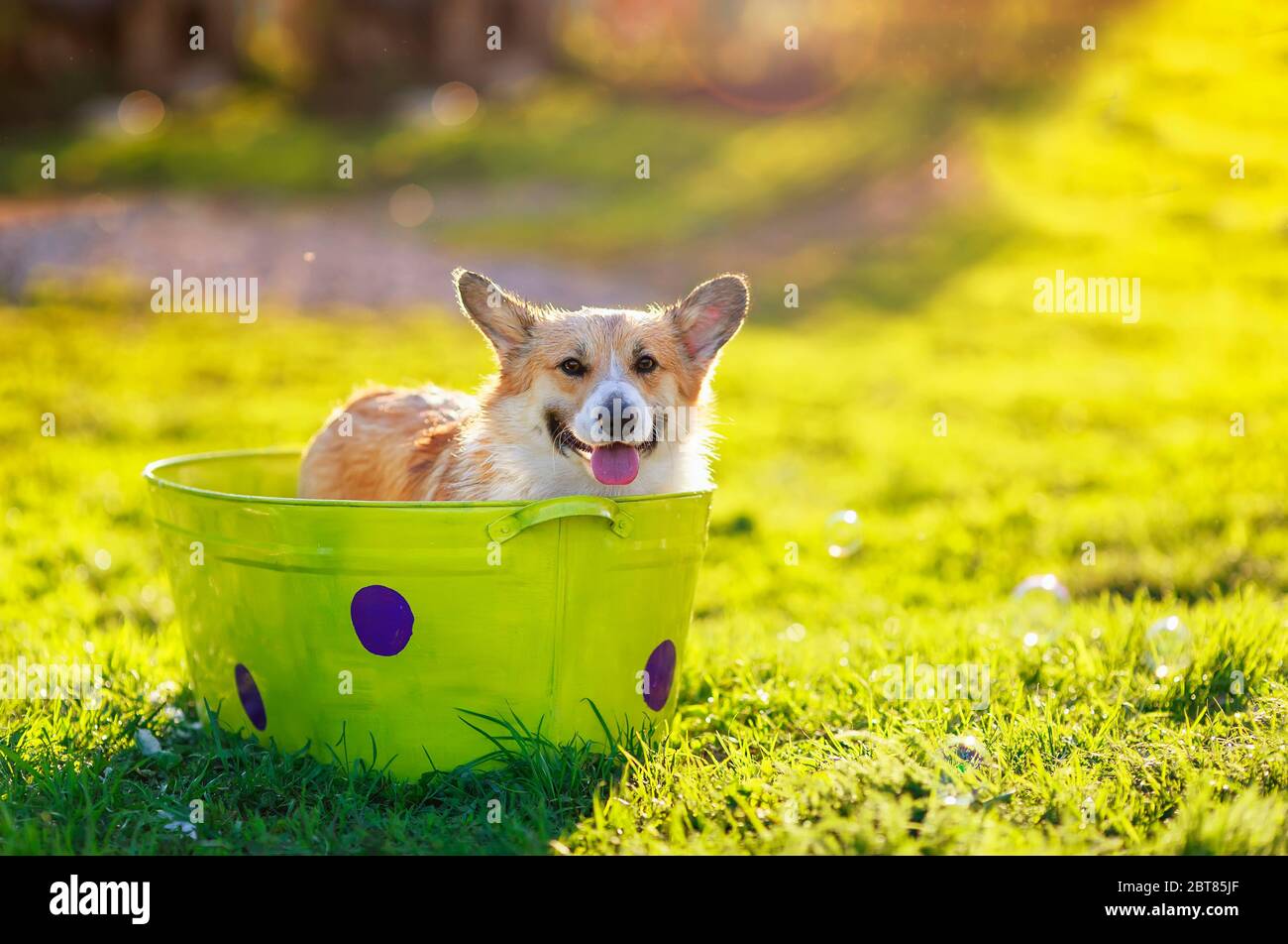 Portrait d'un chien rouge de Corgi drôle chiot avec de grandes oreilles mouillées debout dans un bassin d'eau savonneuse sur l'herbe dans un jardin d'été ensoleillé et lavage Banque D'Images