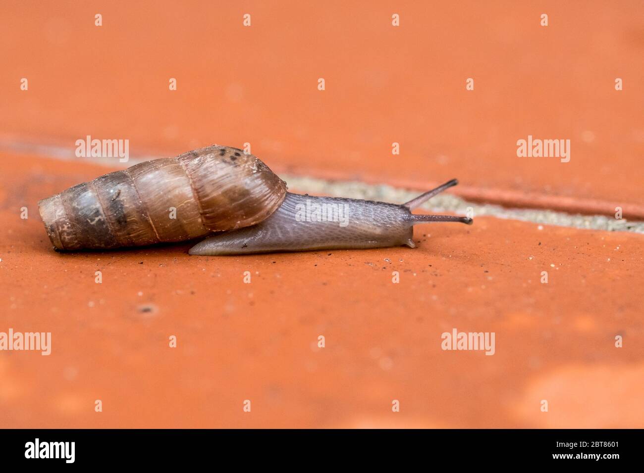 Rumina Decollata macro escargot de terre omnivore carnivore utilisé pour le contrôle naturel des ravageurs ou espèces gastropodes pulmonaires mollusques famille Subulinidae Banque D'Images