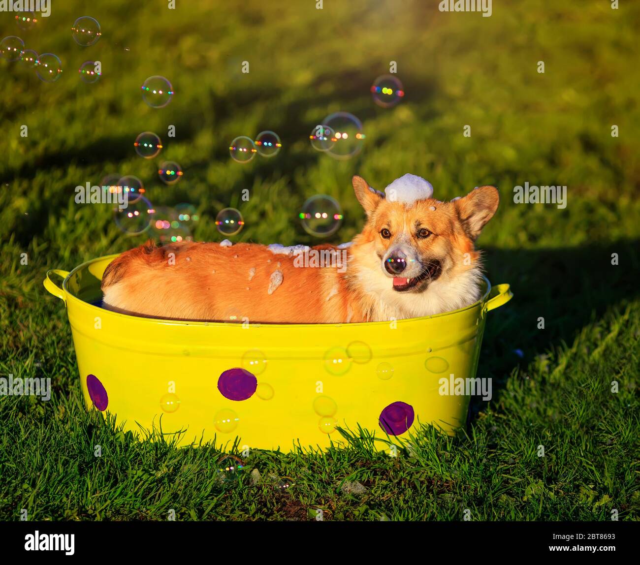 Portrait d'un chien drôle de Corgi chiot assis dans une cuvette sur l'herbe dans un jardin d'été ensoleillé et se lavant dans la mousse dans des bulles brillantes savonneuses Banque D'Images