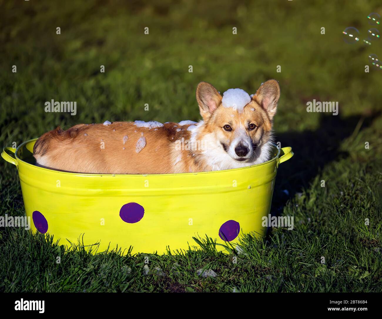 Portrait d'un chien drôle de Corgi chiot assis dans une cuvette sur l'herbe dans un jardin d'été et se lavant dans la mousse dans le soleil et savonneux bulles lumineuses Banque D'Images