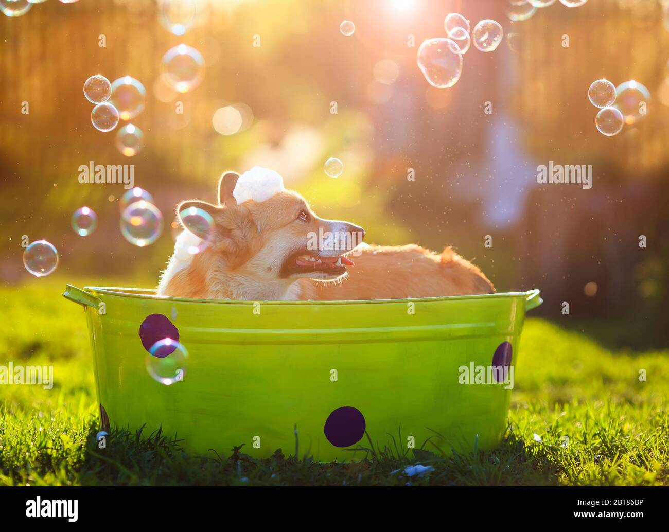 Portrait d'un chien drôle de Corgi chiot assis dans la mousse dans un creux dans un jardin d'été ensoleillé et se lavant dans le soleil et les bulles savonnelles lumineuses Banque D'Images