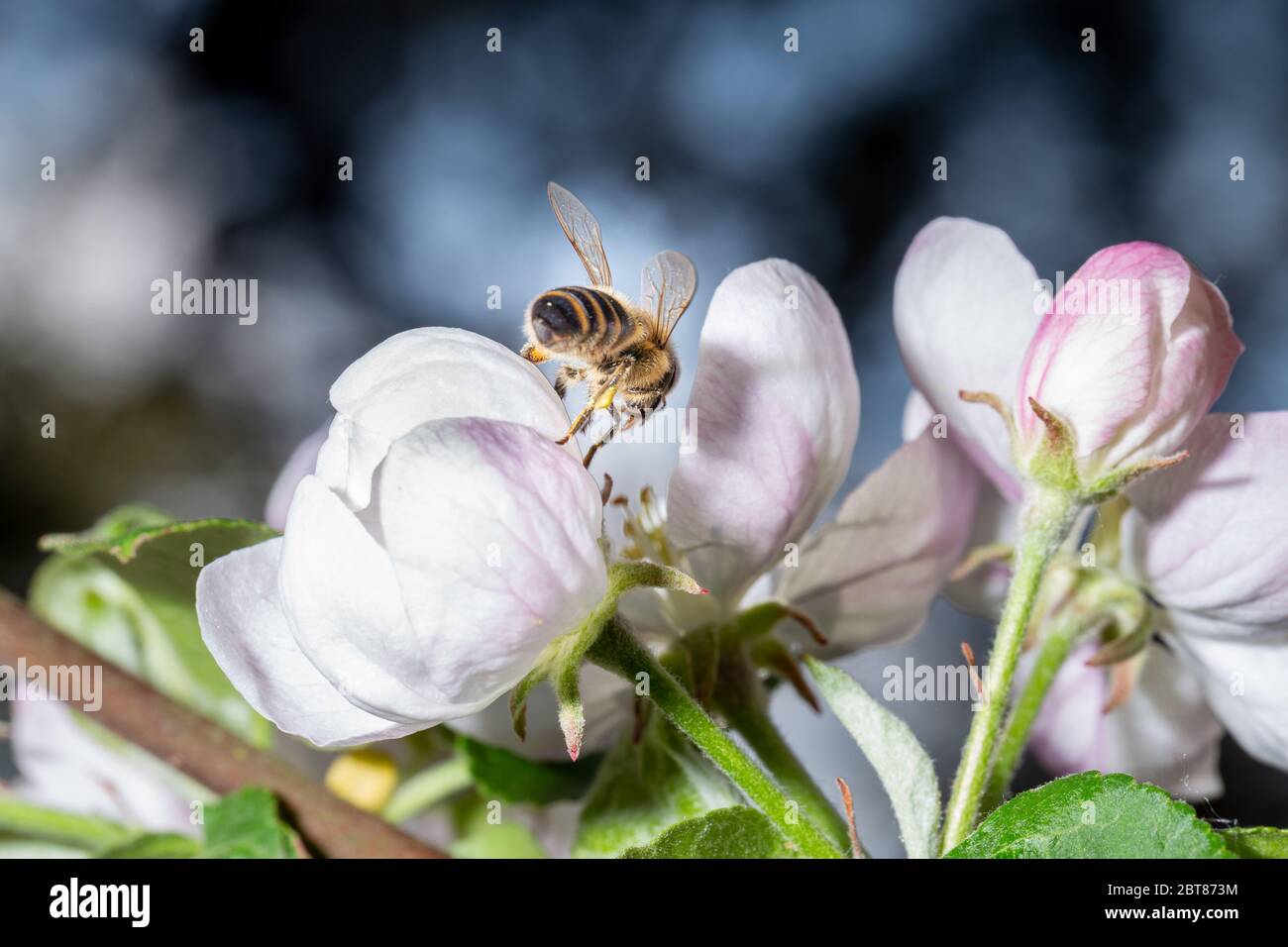 Au printemps, une abeille recueille le nectar d'une fleur d'un pommier. Vue macro en gros plan Banque D'Images