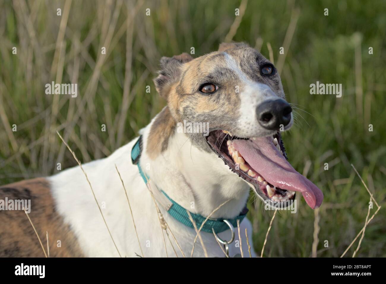 Un pantalon greyhound bringé avec la langue dehors comme elle refroidit parmi l'herbe longue dans un champ ensoleillé Banque D'Images