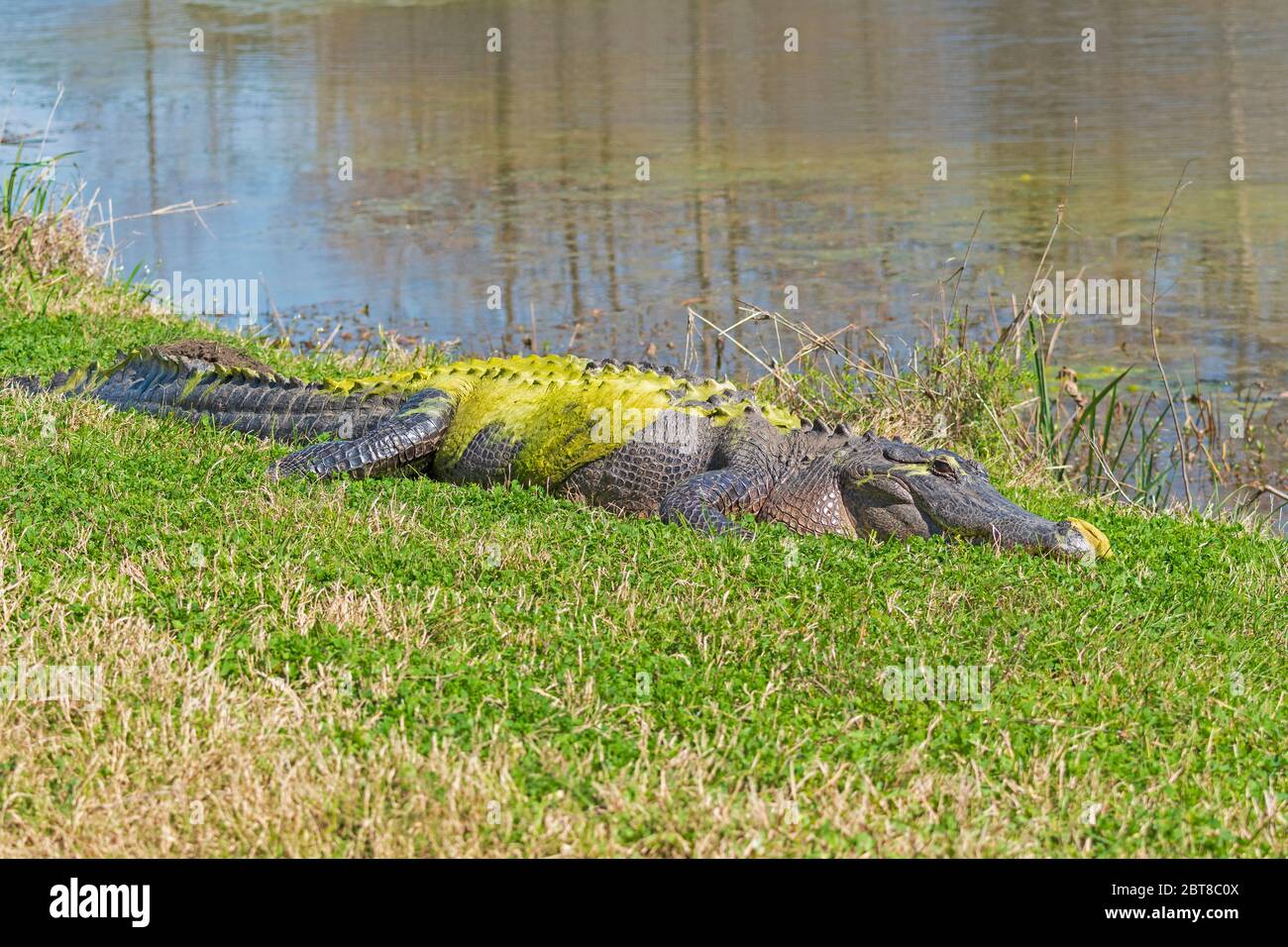 Grand alligator recouvert d'algues vertes dans le parc national de Brazos Bend, au Texas Banque D'Images