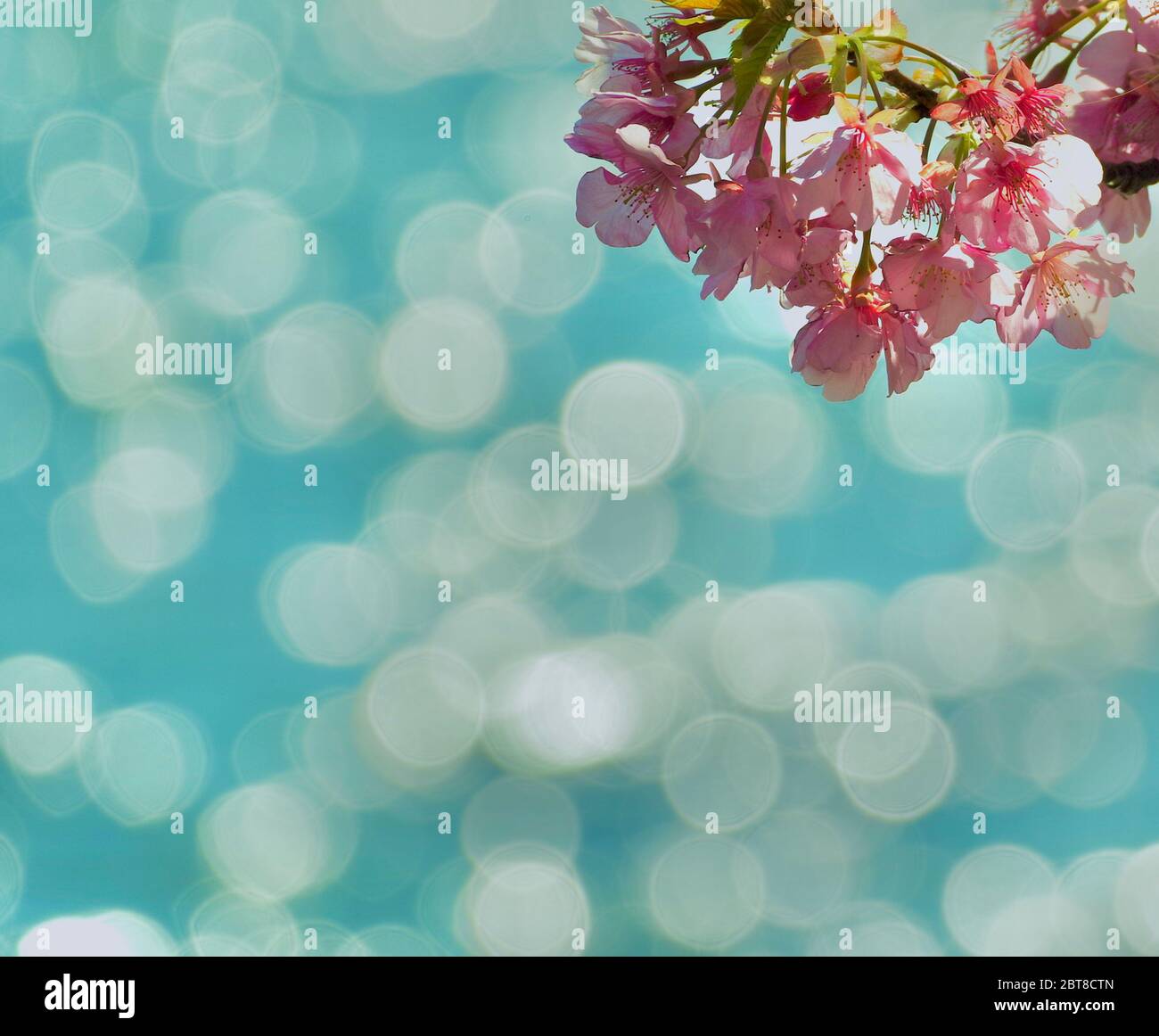 Les cerisiers en fleurs Kawazu-zakura sont sur la rive de l'étang Komatsugaike à Miura, au Japon. Banque D'Images