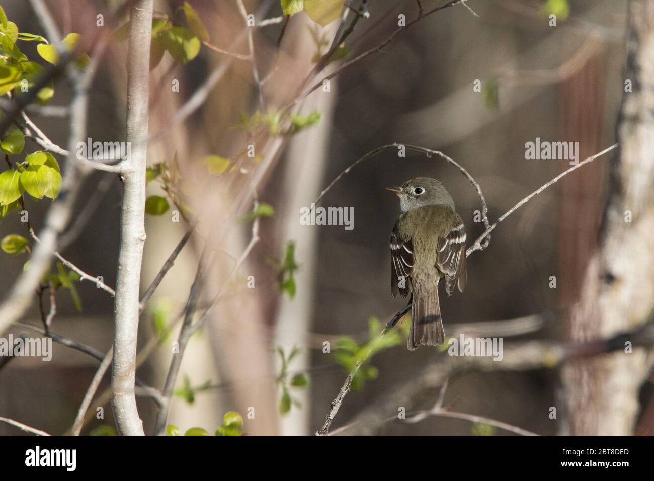 Le plus petit flycatcher (Empidonax minimus) Banque D'Images