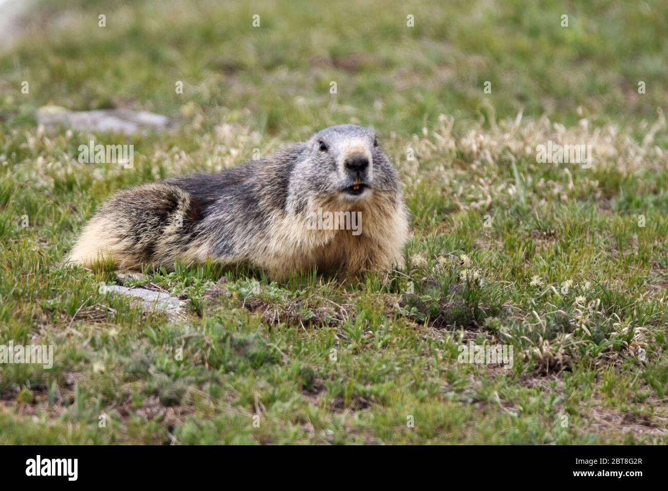 Marmot a repéré sur le parc national du Grand Paradis faune Italie Banque D'Images