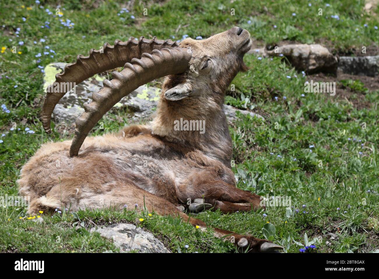 Une montagne Ibex dans le Parc National du Gran Paradiso bouquetin stambecco photographie de la faune montagnes Banque D'Images