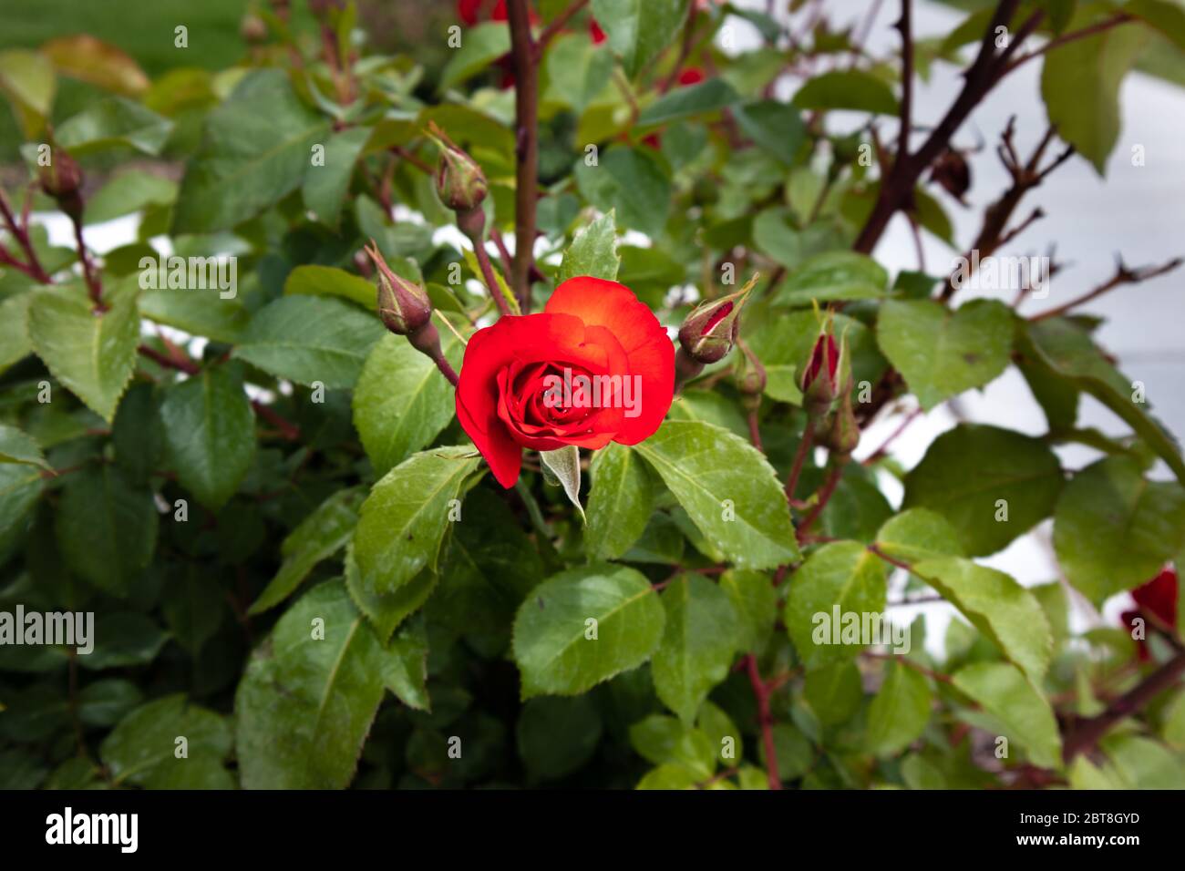 Une rose de jardin rouge au début de l'été Banque D'Images