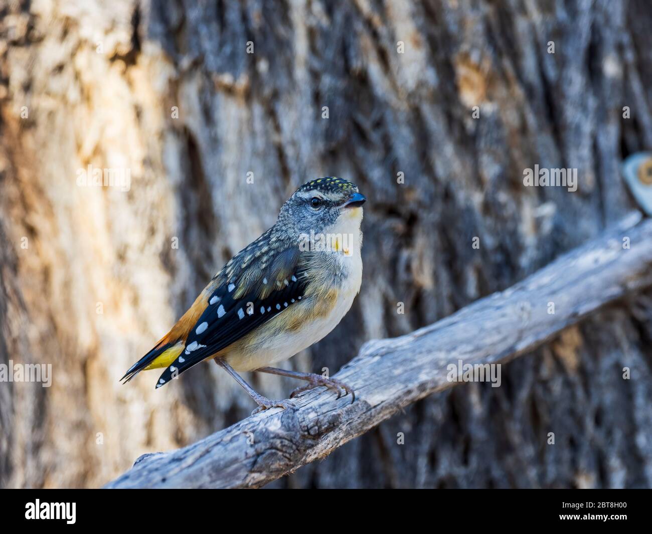 Le Pardalote tacheté est l'un des plus petits de tous les oiseaux australiens qui se caractérise par des taches distinctes sur sa tête et son corps. Banque D'Images