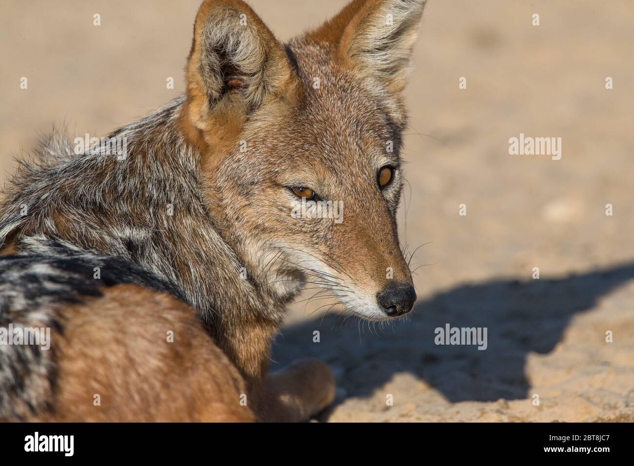 Jackal à dos noir (Canis mesomelas ou Lupullella mesomelas) couché ou assis sur le sol avec son visage tourné pour regarder et faire le contact avec les yeux Banque D'Images