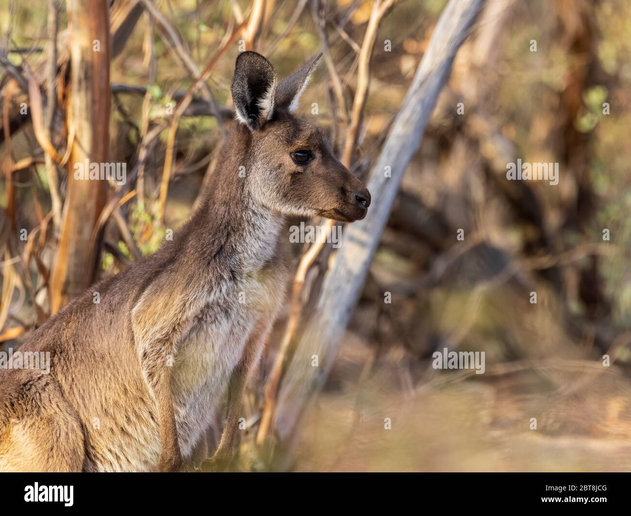 Les kangourous gris de l'Ouest (Macropus fuliginosus) ont une fourrure de couleur claire à brun foncé. Les pattes, les pieds et les extrémités de queue varient en couleur de brun à noir. Banque D'Images