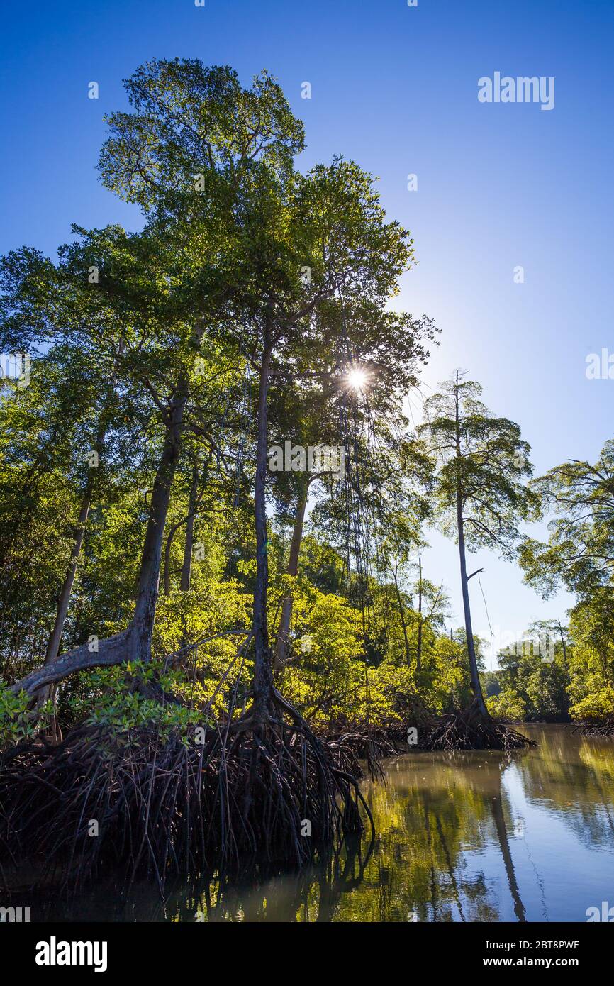 Belle mangrove dans le Golfo de Montijo, côte Pacifique, province de Veraguas, République du Panama. Banque D'Images