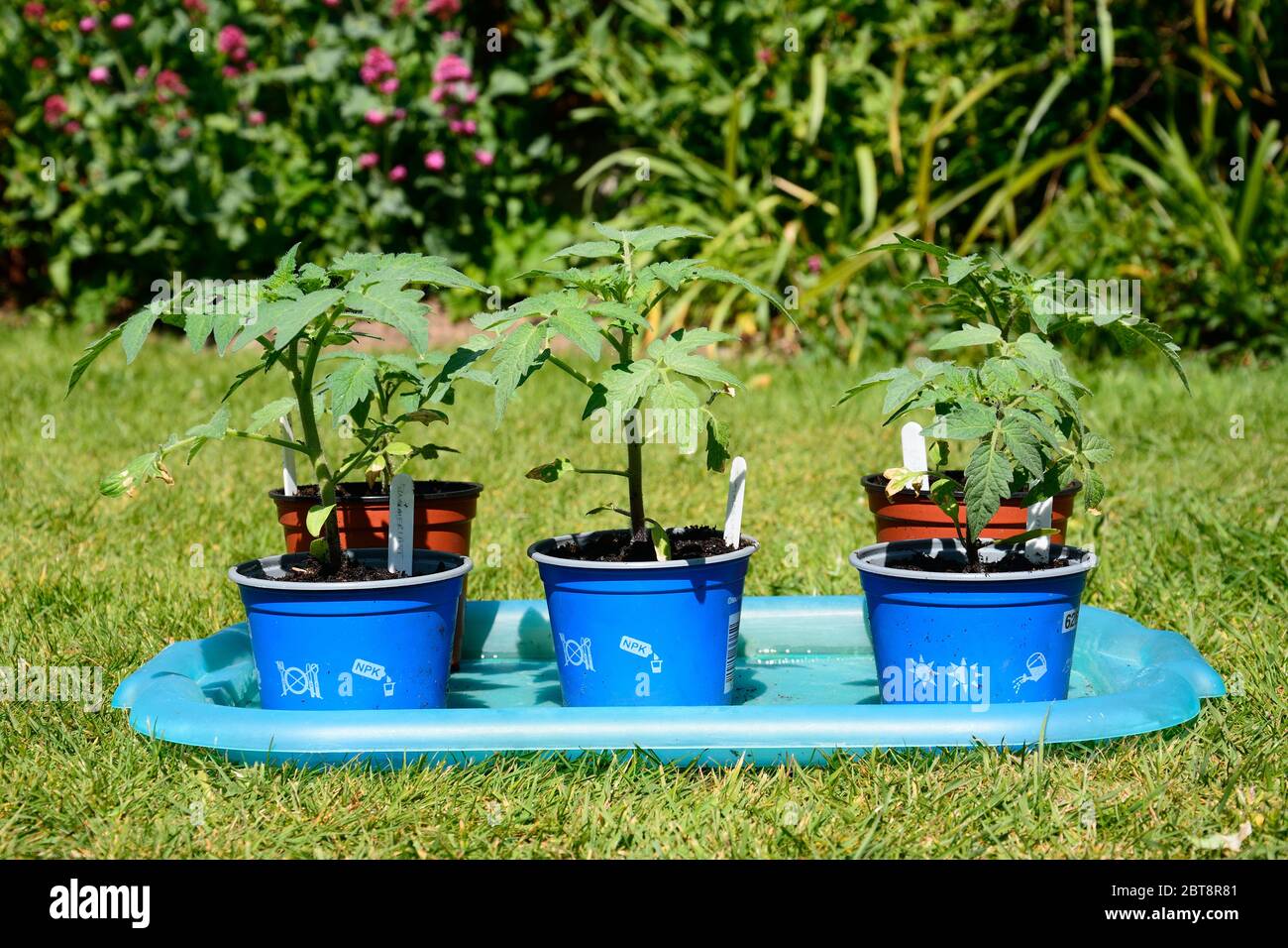 Variété de tomates Summerblast, Royaume-Uni Banque D'Images
