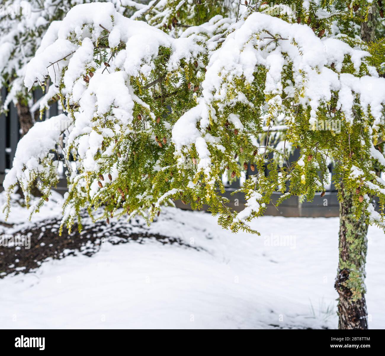 Branches d'un conifères couvertes de neige pendant une chute de neige Banque D'Images