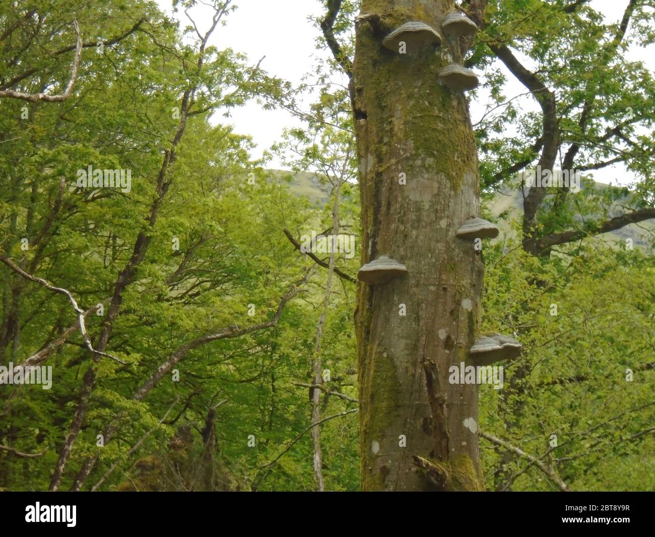 Champignon de l'hof/Tinder (Fomes fomentarius) sur un arbre mort sur la route de la montagne écossaise Corbett 'meall an Fhudair' Glen Falloch, Écosse, Royaume-Uni. Banque D'Images