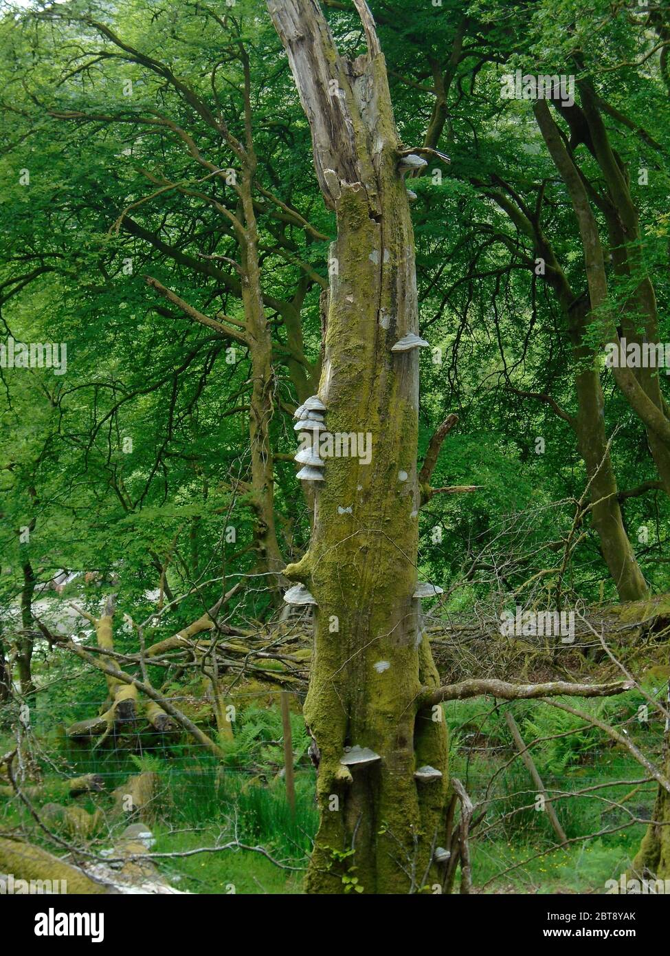 Champignon de l'hof/Tinder (Fomes fomentarius) sur un arbre mort sur la route de la montagne écossaise Corbett 'meall an Fhudair' Glen Falloch, Écosse, Royaume-Uni. Banque D'Images