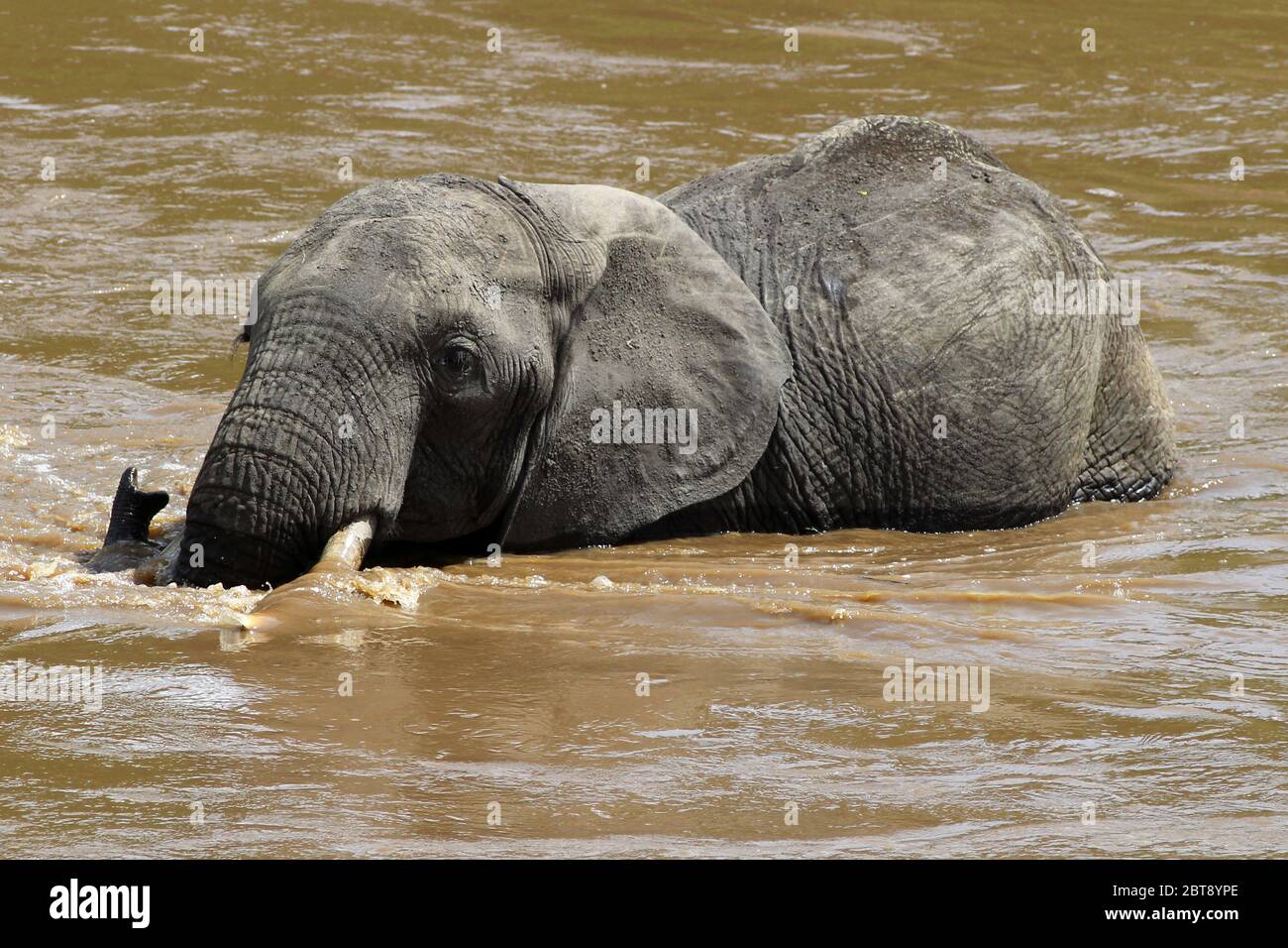 Un portrait de l'éléphant traversant les eaux brunes de la rivière Mara Banque D'Images