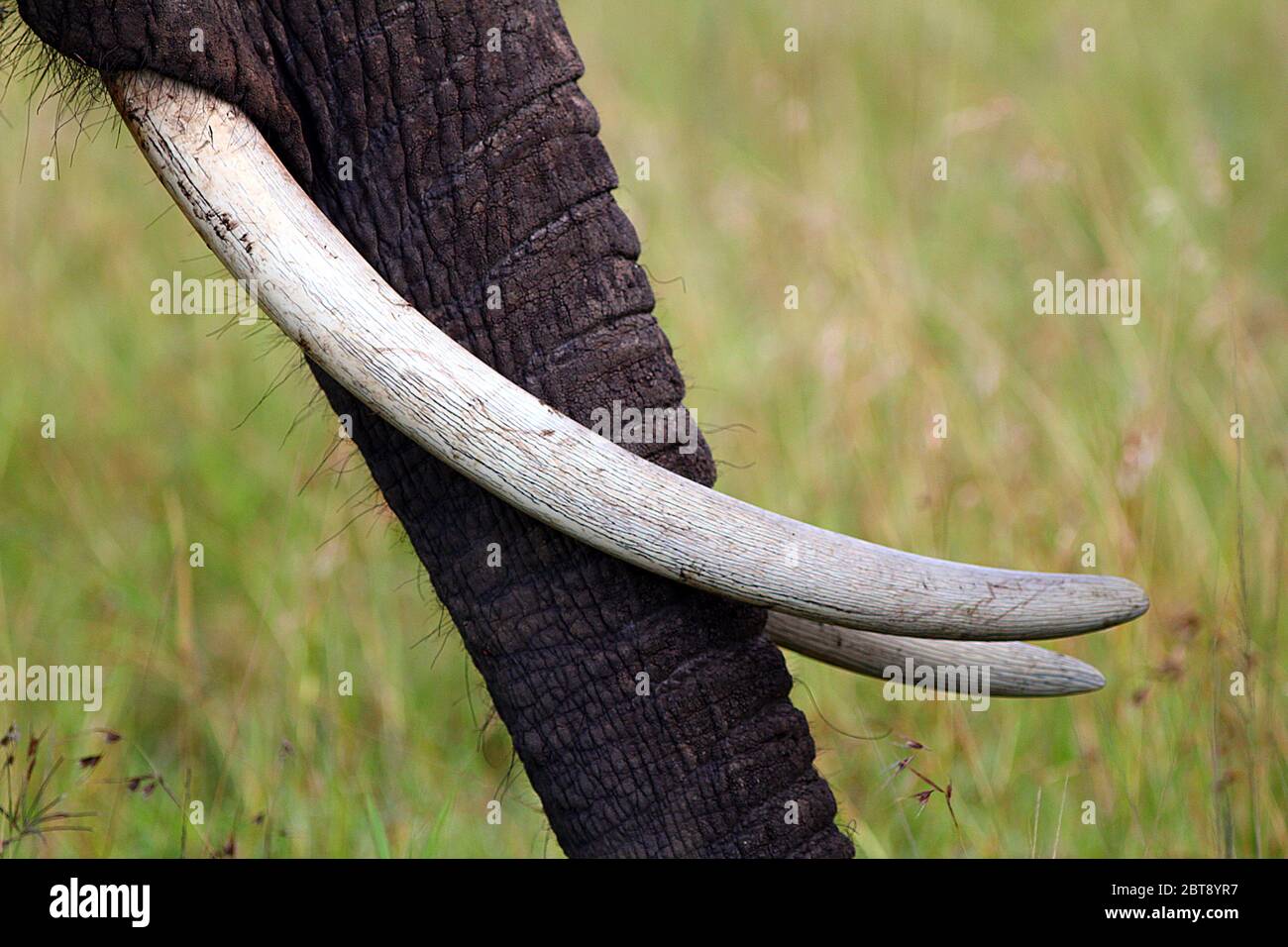 Gros plan du tronc de l'éléphant avec de longues défenses à fond jaune-vert Banque D'Images