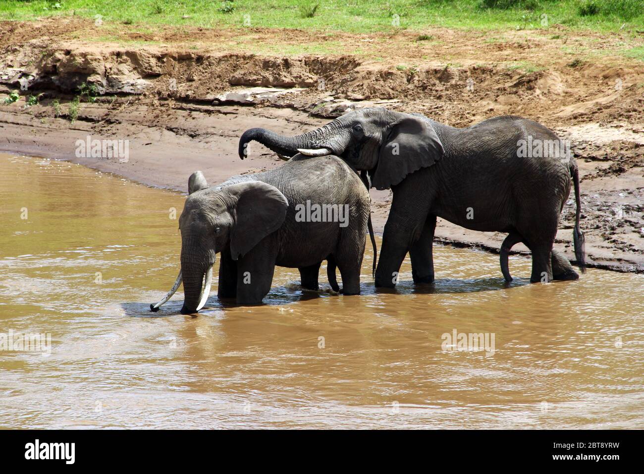 Un troupeau d'éléphants avec de jeunes animaux traverse l'eau brune de la rivière Mara Banque D'Images