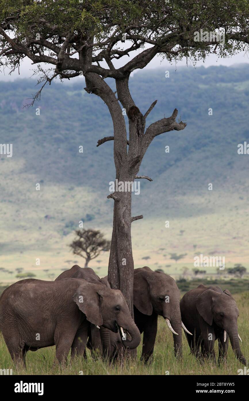 Groupe d'éléphants dans la vallée de Masai Mara sur le tronc d'un parasol acacia Banque D'Images