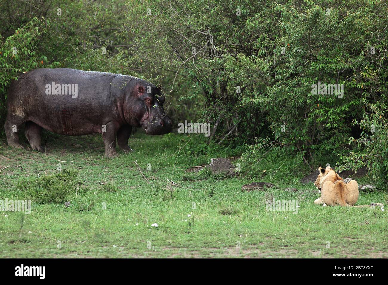 Une situation dangereuse avec un hippopotame et une lionne qui se cache dans le Bush près de la rivière Mara Banque D'Images