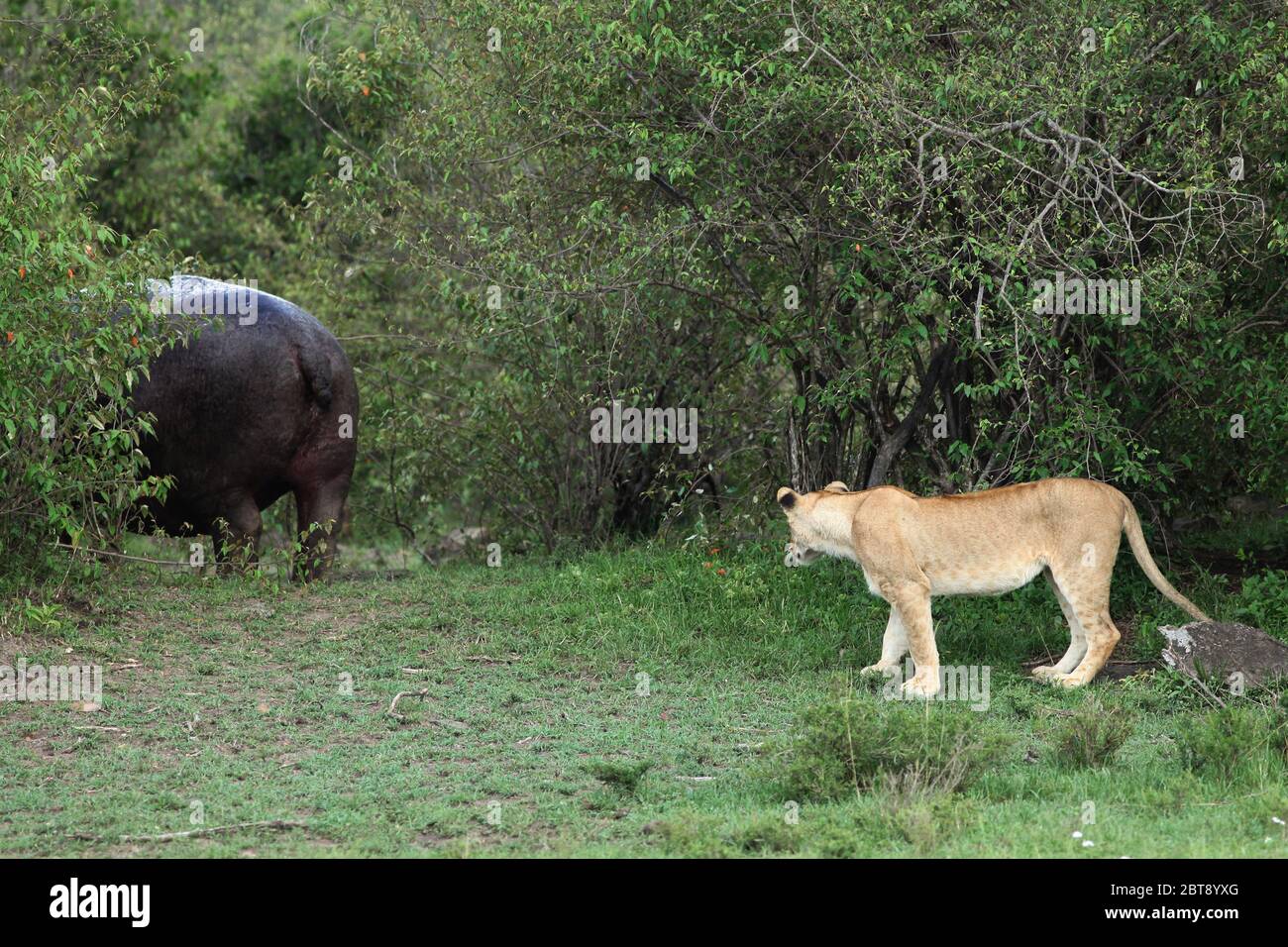 Un hippopotame fuit à travers le Bush vert vers une lionne en direction de la rivière Mara Banque D'Images