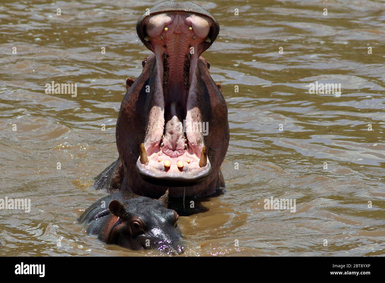 Un hippopotame à la bouche large, un jeune animal en lecture, dans l'eau brune de la rivière Mara Banque D'Images