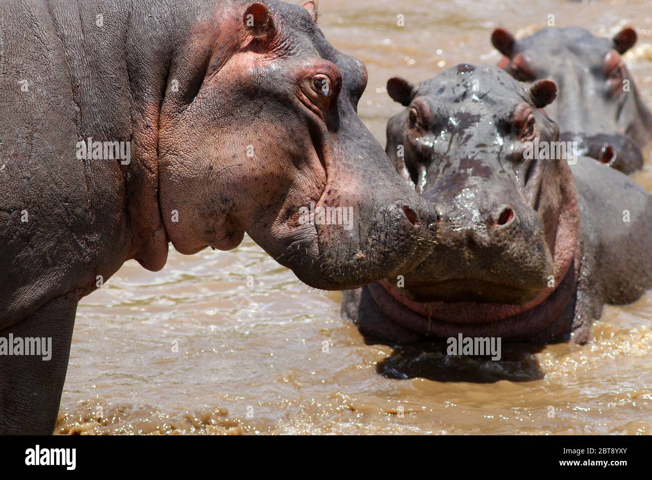Hippopotames dans la rivière Mara Banque D'Images
