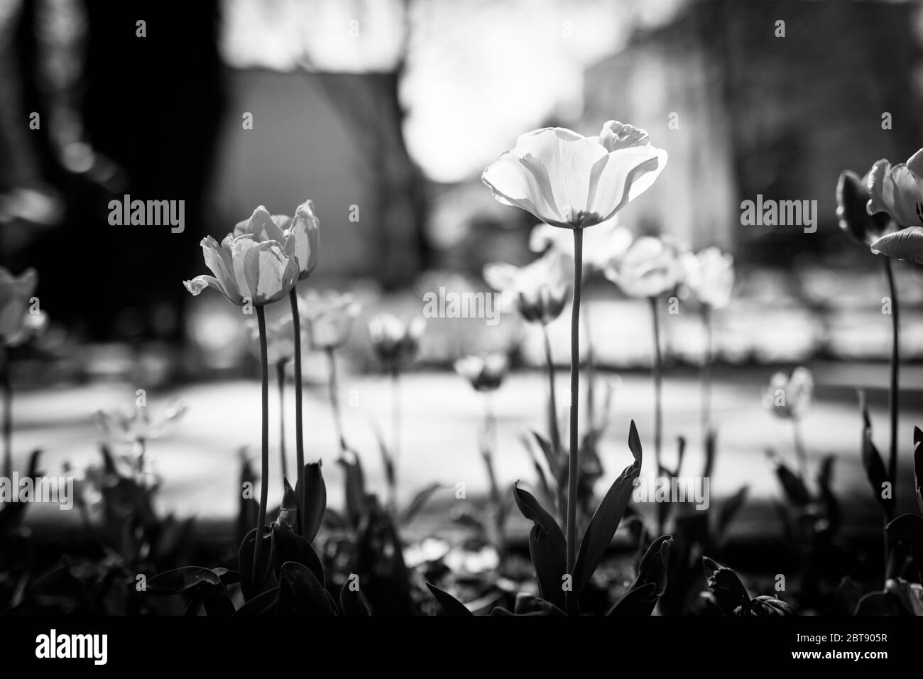 Tulipes de printemps dans le parc, noir et blanc Banque D'Images