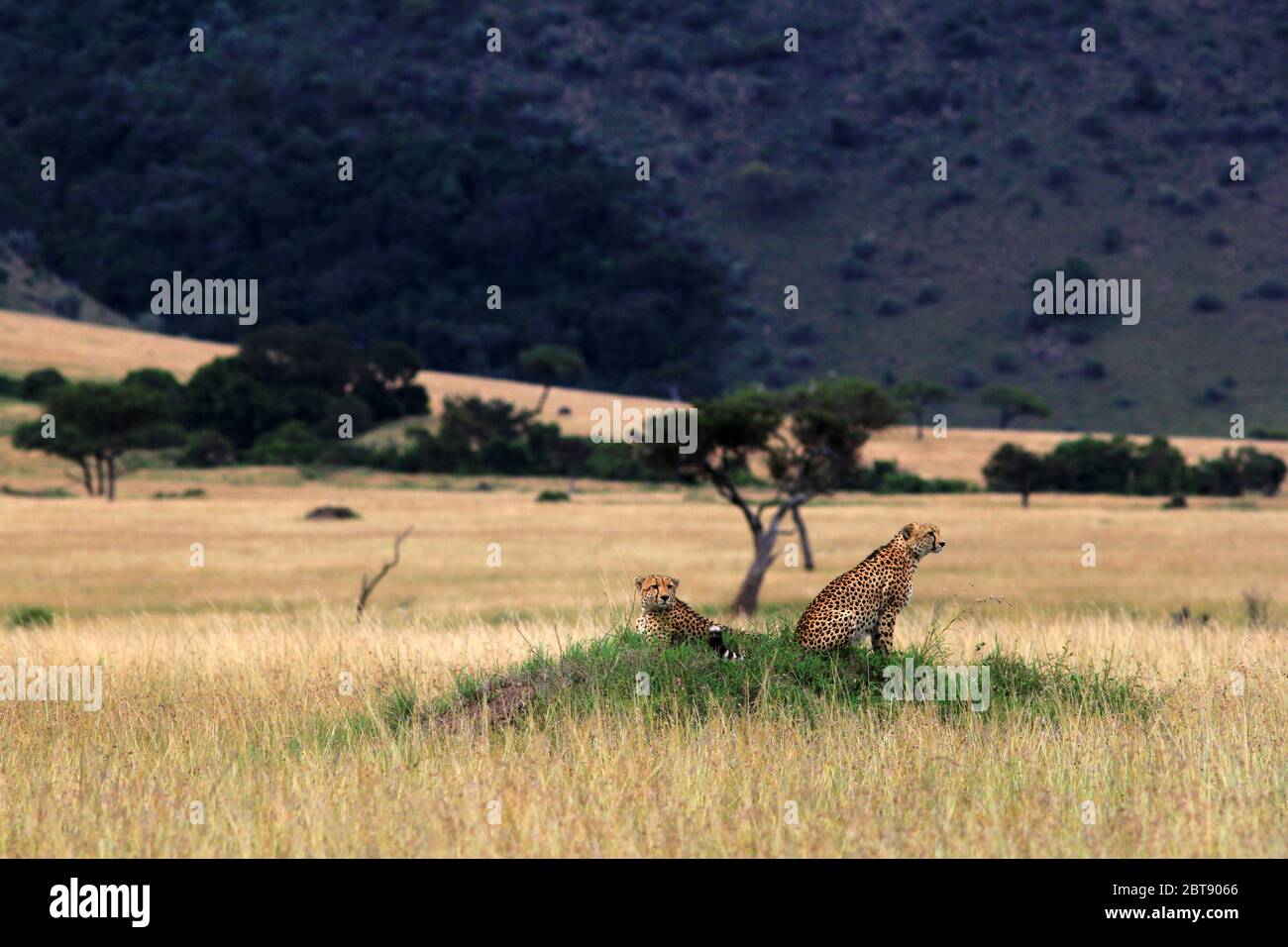 Deux frères guépard sont assis sur la colline verte d'une termite dans la savane kenyane, à la recherche de proies, en arrière-plan sur les collines sombres du M Banque D'Images