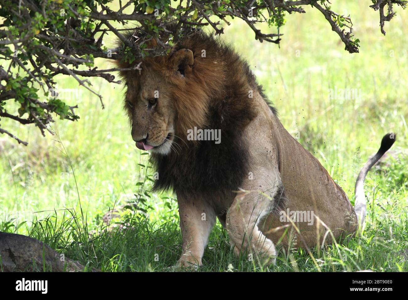 Un lion avec une grande manie brune à l'ombre d'un buisson lèche sa bouche après un repas et se repose Banque D'Images