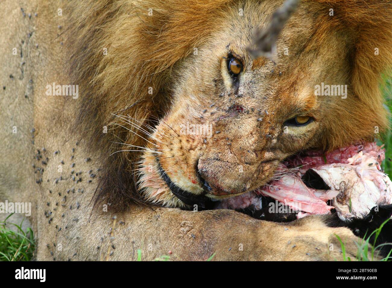 un grand lion mâle avec une bouche tachée de sang mange la proie fraîchement déchirée d'un veau de buffle, gros plan Banque D'Images