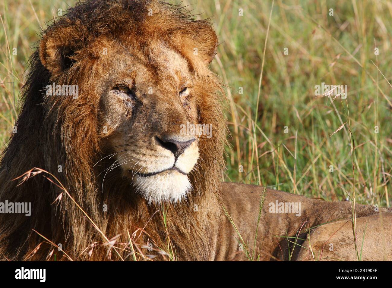 Un lion est bien situé avec sa tête relevée et sa mane humide dans la lumière du matin dans l'herbe du Mara Masai Banque D'Images