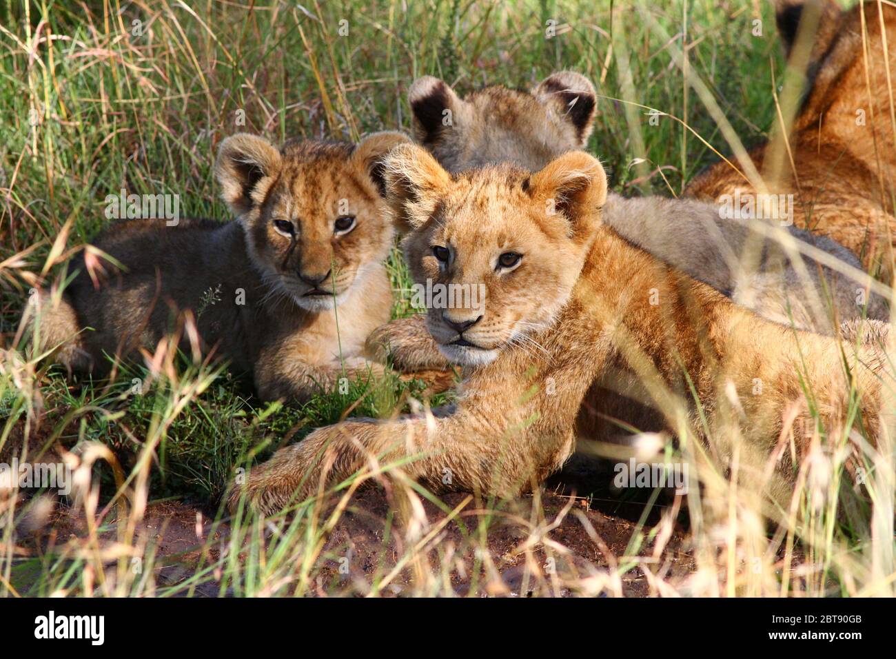 Portrait de Lion, des petits couchés détendus et attentifs dans l'herbe de la savane kenyane au soleil Banque D'Images