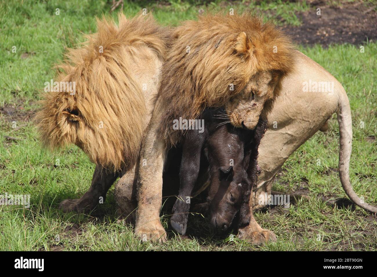 deux lionmen se sont ancrés et luttent pour la proie fraîchement déchirée d'un veau de buffle Banque D'Images