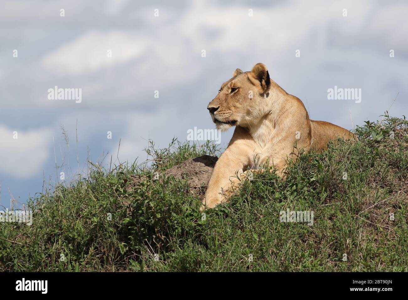 Portrait d'une fière lionne, détendue et couché avec attention sur une termite Banque D'Images