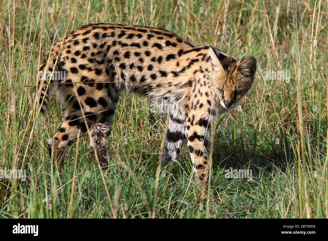un petit chat sauvage tacheté, le serval, se faufile dans la grande herbe de la savane et recherche des proies Banque D'Images