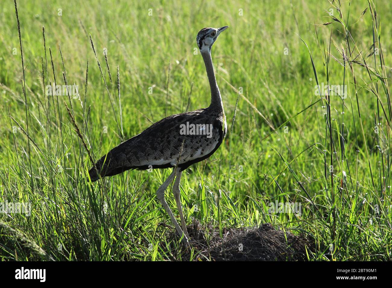 Un grand oiseau butarde marche à travers l'herbe verte de la savane de Masai Mara Banque D'Images