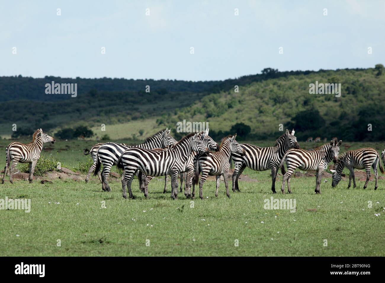 Un troupeau de zébrures traverse la savane verte du Kenya Banque D'Images