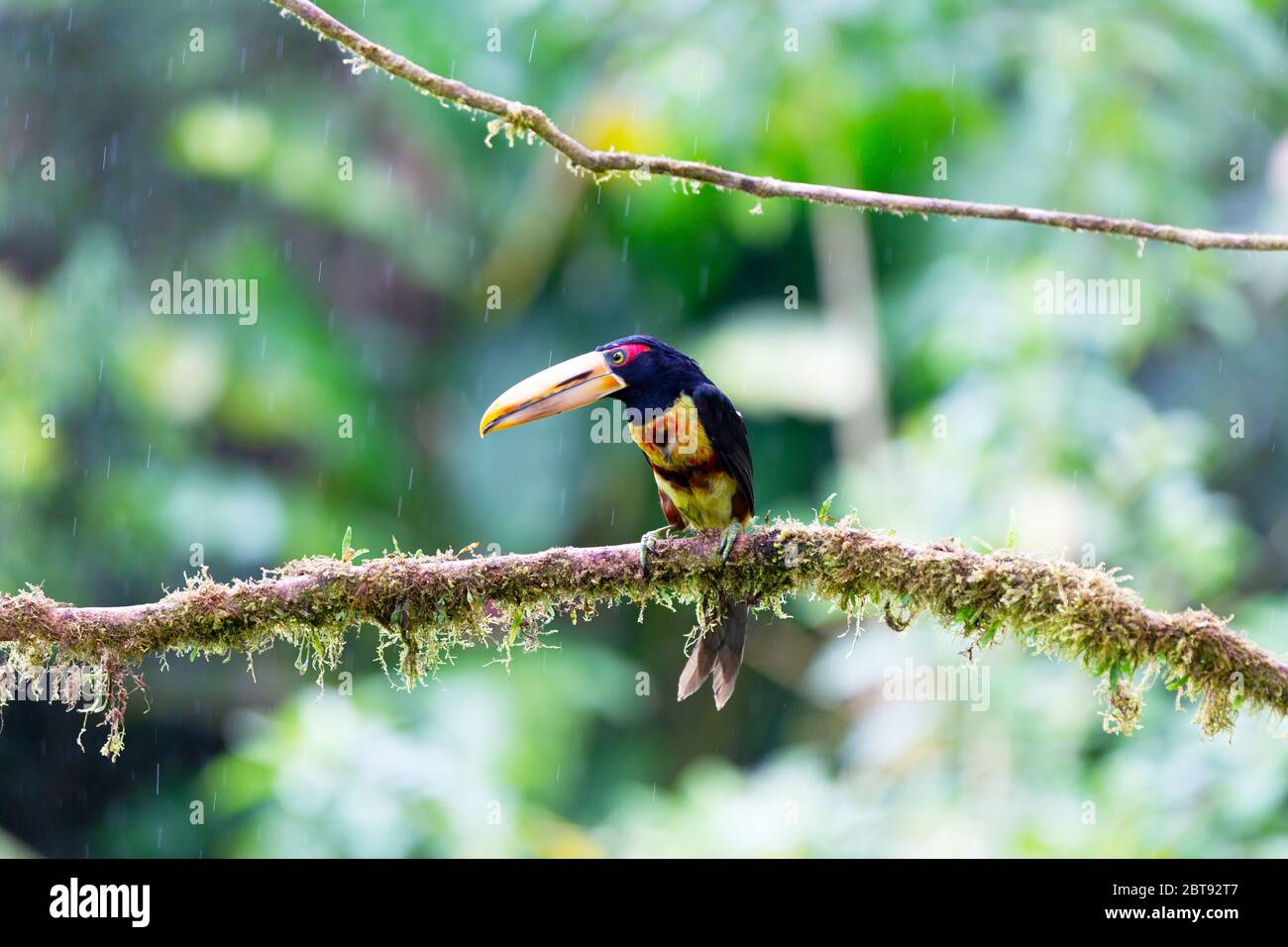 Aracari pâle-mandibled Banque D'Images