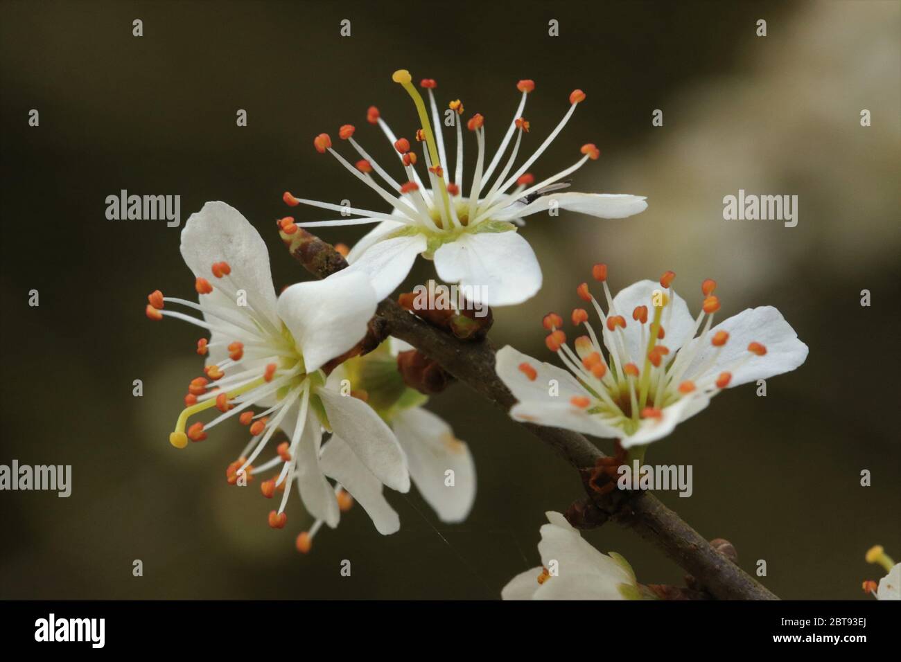 Blackthorn Blossom, Royaume-Uni Banque D'Images