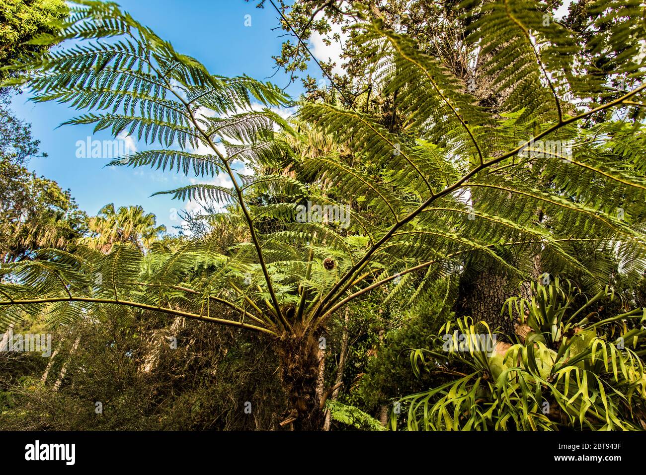 Grande variété de plantes dans le jardin botanique de Madère. Banque D'Images