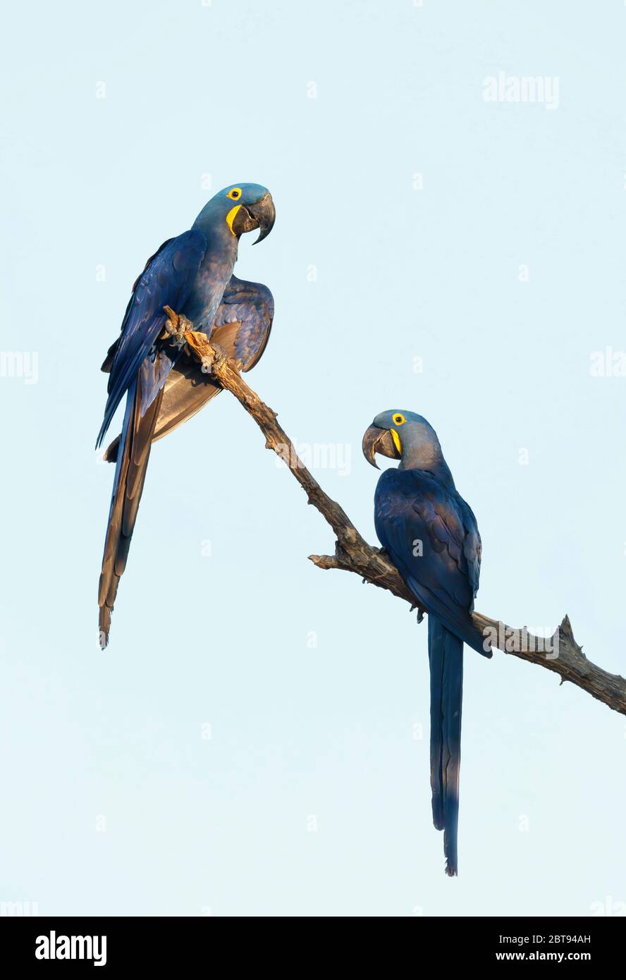 Gros plan de deux macaw de jacinthe perchées dans un palmier, South Pantanal, Brésil. Banque D'Images