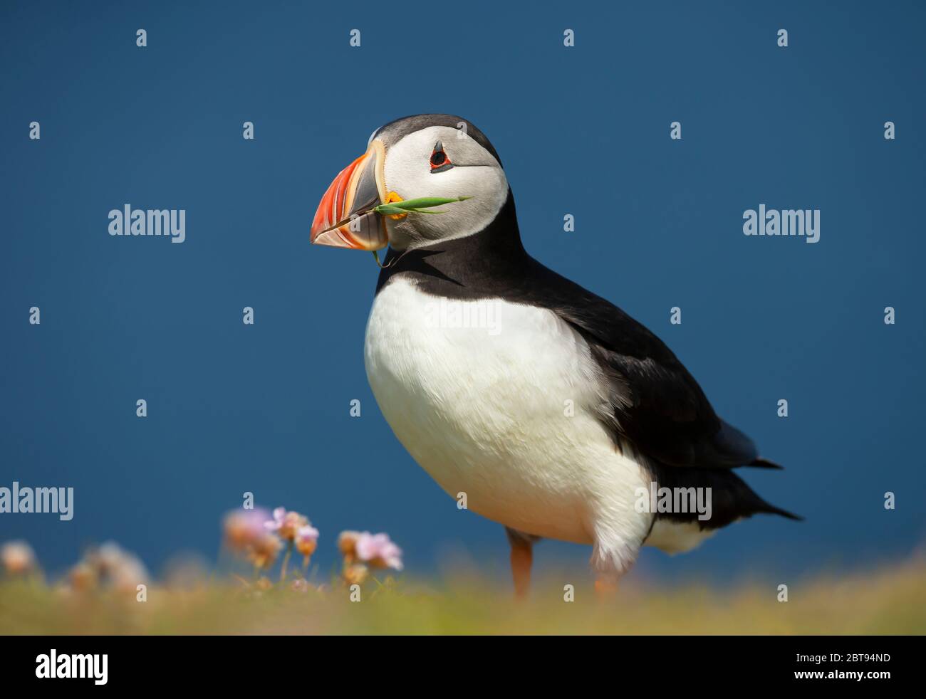 Close-up of macareux moine avec matériel de nidification dans le bec, Fair Isle, Ecosse, Royaume-Uni. Banque D'Images