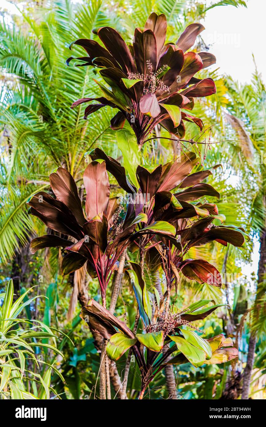 Grande variété de plantes dans le jardin botanique de Madère. Banque D'Images