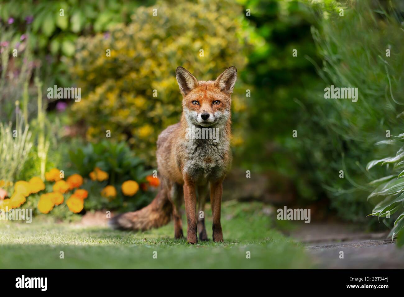 Gros plan d'un renard roux (Vulpes vulpes) dans un jardin urbain, Londres. Banque D'Images