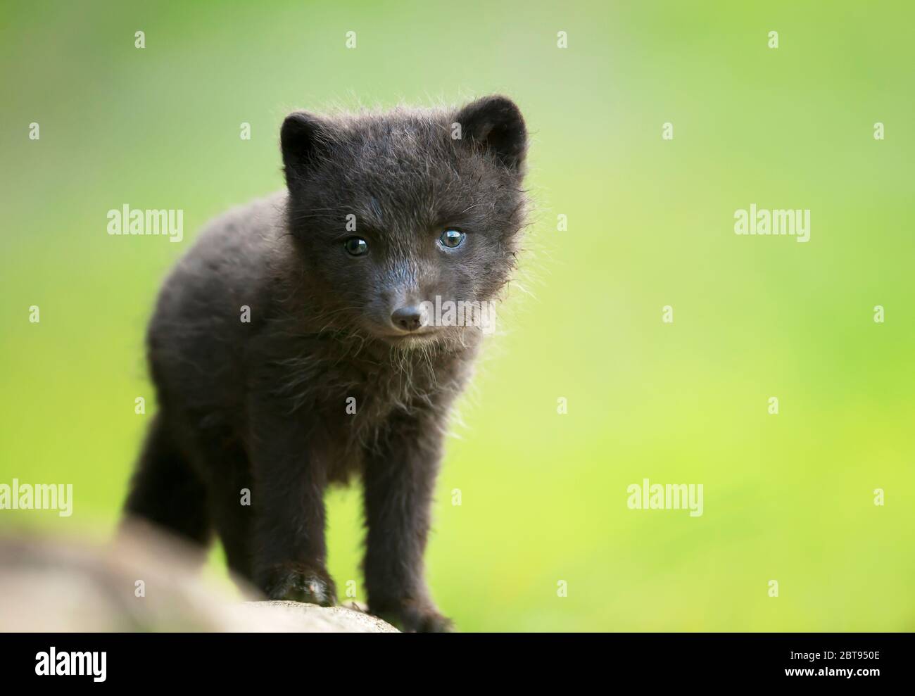 Gros Plan D Un Mignon Renard Arctique Cub Dans La Prairie En Islande Photo Stock Alamy
