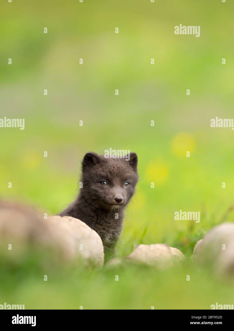 Gros Plan D Un Mignon Renard Arctique Un Cub Qui Se Cache Derriere Des Rochers Dans La Prairie En Islande Photo Stock Alamy