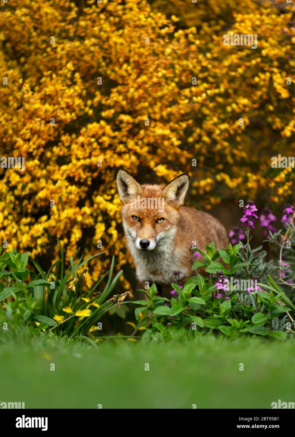 Close up of a red fox (Vulpes vulpes) dans un jardin de fleurs, au Royaume-Uni. Banque D'Images